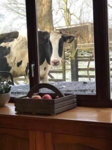 Cows looking through the window of the farm
