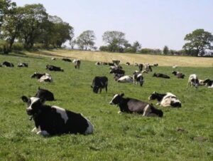 Cows in the fields at Hedgerow Luxury Glamping