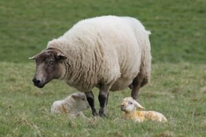 Sheep and lambs at Hedgerow Glamping